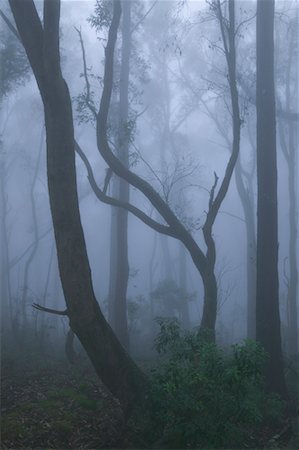 La gomme des arbres dans la brume près de Braidwood, New South Wales, Australie Photographie de stock - Rights-Managed, Code: 700-00554019