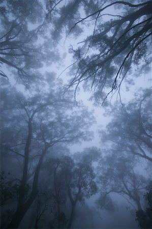 Gum Trees in the Mist Near Braidwood, New South Wales, Australia Foto de stock - Con derechos protegidos, Código: 700-00554020