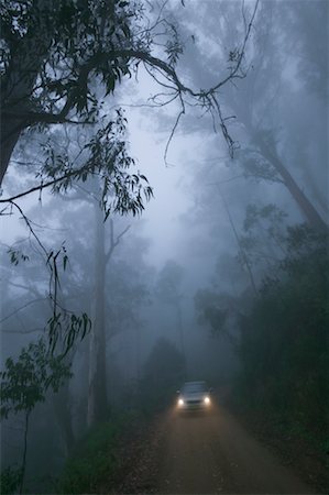 Voiture, conduite par le biais de gommiers dans la brume, près de Braidwood, New South Wales, Australie Photographie de stock - Rights-Managed, Code: 700-00554021
