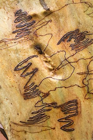 Scribbly Gum Tree à Braidwood, New South Wales, Australie Photographie de stock - Rights-Managed, Code: 700-00554023