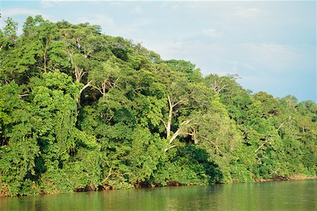 Amazon Rainforest, Équateur Photographie de stock - Rights-Managed, Code: 700-00554386