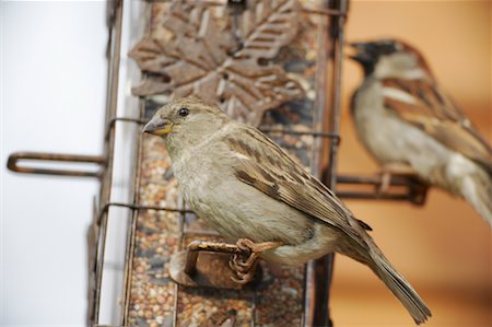 semilla (para pájaro) - House Sparrows at Bird Feeder Foto de stock - Con derechos protegidos, Código: 700-00554448