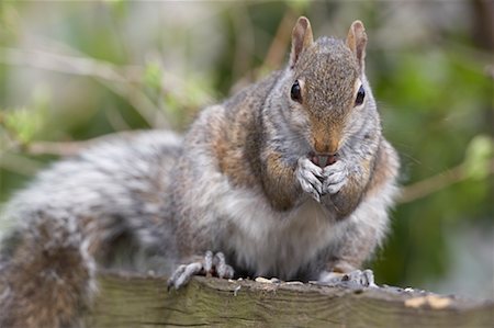 simsearch:700-00166911,k - Eastern Gray Squirrel Foto de stock - Direito Controlado, Número: 700-00554449