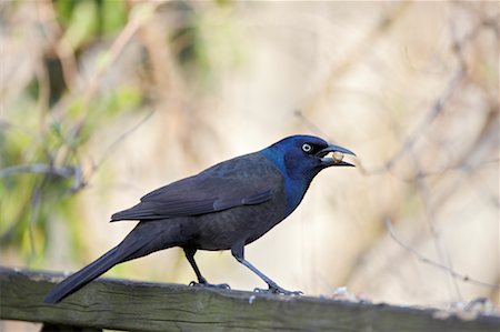 semilla (para pájaro) - Common Grackle Foto de stock - Con derechos protegidos, Código: 700-00554441