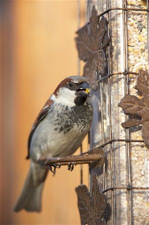 simsearch:700-00166911,k - House Sparrow at Bird Feeder Foto de stock - Direito Controlado, Número: 700-00554442