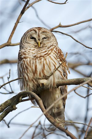 simsearch:700-00170370,k - Barred Owl Foto de stock - Con derechos protegidos, Código: 700-00554454