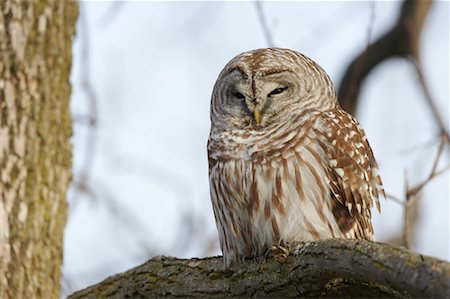 Barred Owl Foto de stock - Con derechos protegidos, Código: 700-00554455