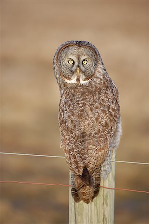 simsearch:700-00170370,k - Great Gray Owl Foto de stock - Con derechos protegidos, Código: 700-00554456