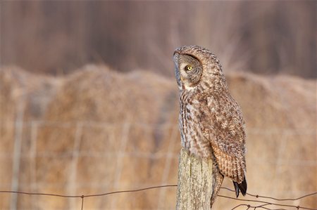 Great Gray Owl Fotografie stock - Rights-Managed, Codice: 700-00554457