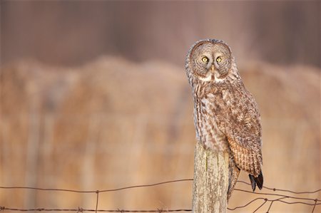 Great Gray Owl Fotografie stock - Rights-Managed, Codice: 700-00554458