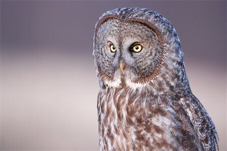 Great Gray Owl Fotografie stock - Rights-Managed, Codice: 700-00554459