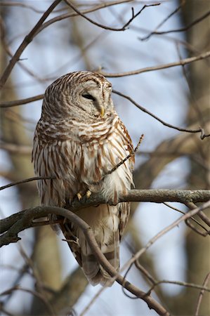 Barred Owl Foto de stock - Con derechos protegidos, Código: 700-00554451