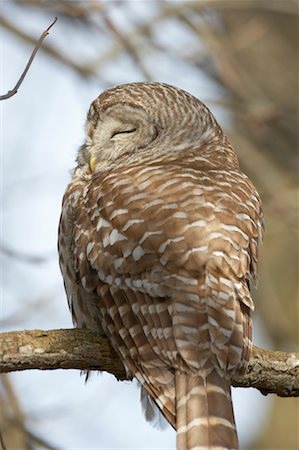 Barred Owl Foto de stock - Con derechos protegidos, Código: 700-00554452