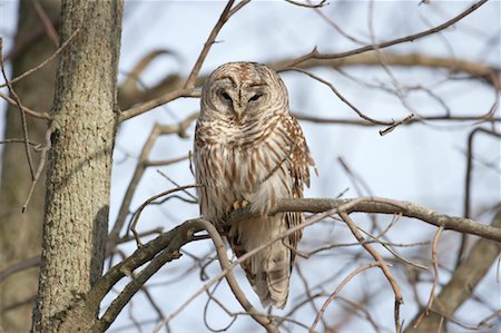 simsearch:700-00170370,k - Barred Owl Foto de stock - Con derechos protegidos, Código: 700-00554453