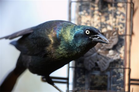 semilla (para pájaro) - Grackle at Bird Feeder Foto de stock - Con derechos protegidos, Código: 700-00554465