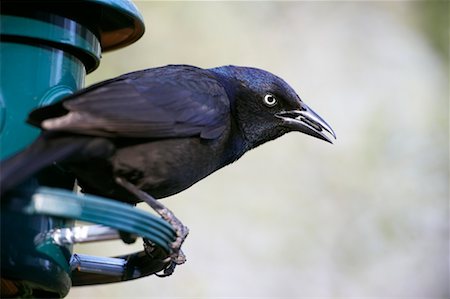 semilla (para pájaro) - Grackle at Bird Feeder Foto de stock - Con derechos protegidos, Código: 700-00554468
