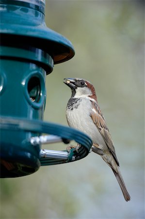 semilla (para pájaro) - House Sparrow at Bird Feeder Foto de stock - Con derechos protegidos, Código: 700-00554469