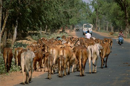 simsearch:700-00163436,k - Herd of Cattle Walking Down Road, Rajasthan, India Fotografie stock - Rights-Managed, Codice: 700-00554571