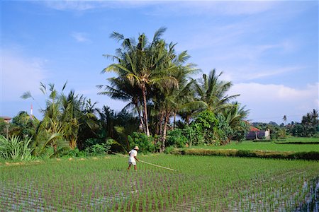 Person Working in Field, Bali, Indonesia Stock Photo - Rights-Managed, Code: 700-00554763