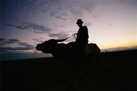 sunset in farm with one farmer - Farmer Riding Oxen, Cagayan, Philippines Stock Photo - Rights-Managed, Code: 700-00555214