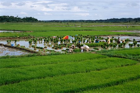 rice farm philippine - People Working in Field, Cagayan, Philippines Foto de stock - Con derechos protegidos, Código: 700-00555212