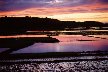 paddy field sunset - Sunset Over Rice Paddies, Ilocos Norte, Philippines Stock Photo - Rights-Managed, Code: 700-00555273