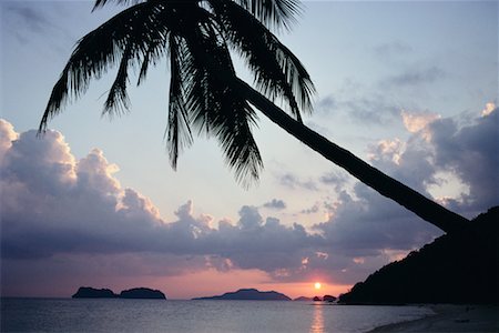 palm cove - Palm Tree, El Nido, Palawan, Philippines Stock Photo - Rights-Managed, Code: 700-00555361