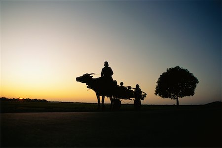 Person Riding Oxen Cart, Pangasinan, Philippines Stock Photo - Rights-Managed, Code: 700-00555382