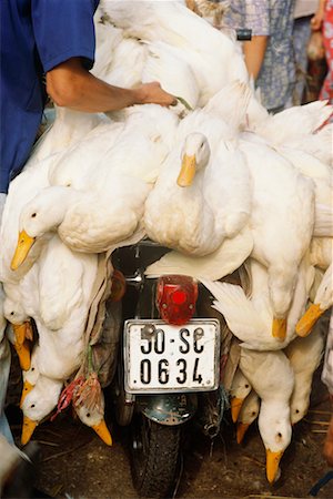 placa de matrícula - Ducks on Back of Motorcycle at Market, Ho Chi Minh City, Vietnam Foto de stock - Con derechos protegidos, Código: 700-00555665