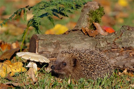 Cute Forest Floor Animals Stock Photos Page 1 Masterfile