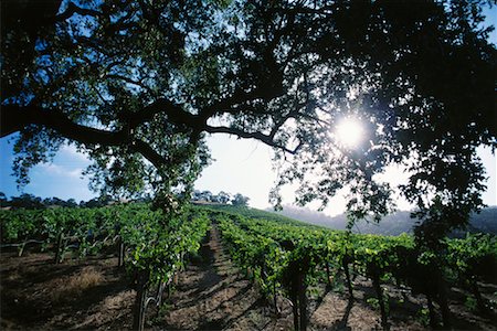 Winery, Napa Valley, California, USA Stock Photo - Rights-Managed, Code: 700-00556253
