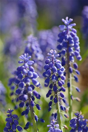 simsearch:700-00169460,k - Muscari Photographie de stock - Rights-Managed, Code: 700-00556327