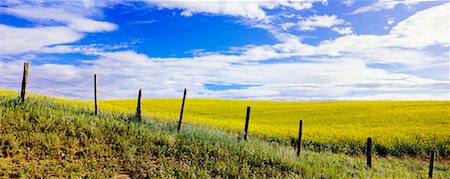 Champ de canola, Three Hills, Alberta, Canada Photographie de stock - Rights-Managed, Code: 700-00556587