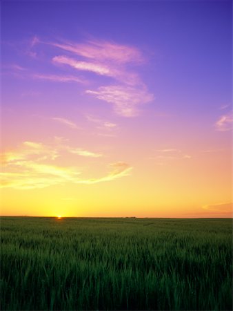 field crop sunrise nobody - Barley Field, Three Hills, Alberta, Canada Stock Photo - Rights-Managed, Code: 700-00556581