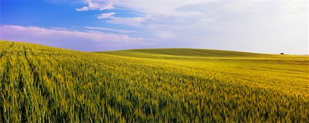 Barley Field, Crossfield, Alberta, Canada Stock Photo - Rights-Managed, Code: 700-00556582