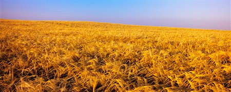 simsearch:700-00013443,k - Barley Field, Airdrie, Alberta, Canada Foto de stock - Con derechos protegidos, Código: 700-00556583