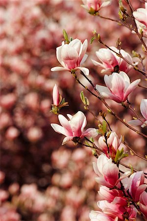 simsearch:700-00556725,k - Magnolia Blossom Stock Photo - Rights-Managed, Code: 700-00556724