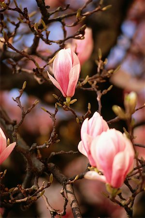 simsearch:700-00556725,k - Magnolia Blossom Stock Photo - Rights-Managed, Code: 700-00556727