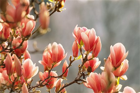 simsearch:700-00556725,k - Magnolia Blossoms Stock Photo - Rights-Managed, Code: 700-00556729