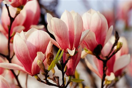 simsearch:700-00556725,k - Magnolia Blossoms Stock Photo - Rights-Managed, Code: 700-00556730