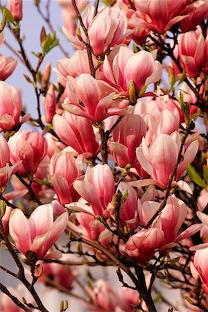 simsearch:700-00556725,k - Magnolia Blossoms Stock Photo - Rights-Managed, Code: 700-00556731