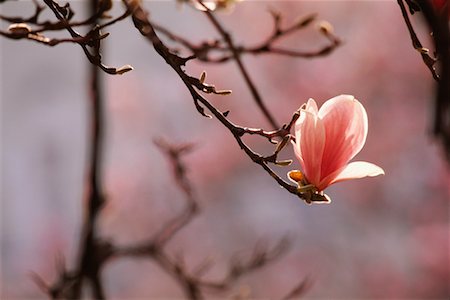 simsearch:700-00556725,k - Magnolia Blossoms Stock Photo - Rights-Managed, Code: 700-00556732