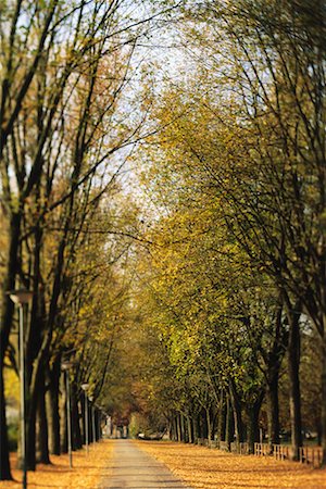 salzburg autumn trees - Street in Autumn, Salzburg, Austria Stock Photo - Rights-Managed, Code: 700-00556748