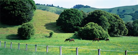 ranches with fenced livestock - Horses and Ranch, Marin County, California, USA Stock Photo - Rights-Managed, Code: 700-00557543