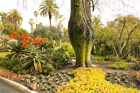 simsearch:700-07784375,k - Silk Floss Tree, Huntington Botanical Garden, Pasadena, California, USA Foto de stock - Con derechos protegidos, Código: 700-00550934