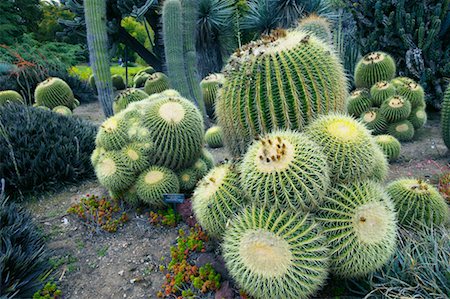 Golden Barrel Cactus, Huntington Botanical Gardens, Pasadena, California, USA Stock Photo - Rights-Managed, Code: 700-00550949