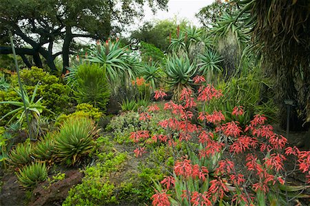 simsearch:700-00551010,k - Huntington Botanical Garden, Pasadena, California, USA Stock Photo - Rights-Managed, Code: 700-00550941