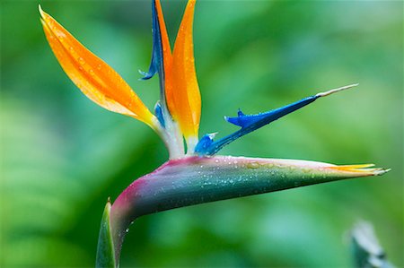 Fleur oiseau du paradis Photographie de stock - Rights-Managed, Code: 700-00550960