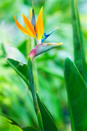 Fleur oiseau du paradis Photographie de stock - Rights-Managed, Code: 700-00550961