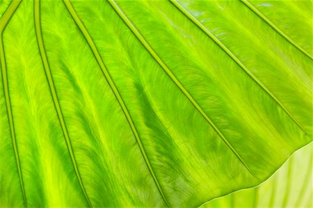 simsearch:700-01586807,k - Close-Up of Alocasia Leaf Foto de stock - Con derechos protegidos, Código: 700-00550970